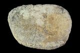 Hadrosaur Toe Bone - Alberta (Disposition #-) #95123-1